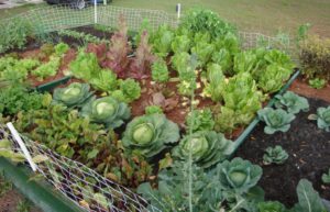 Protect Your Vegetable Garden from Critters