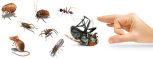 Cockroach and Rodent Control Services
