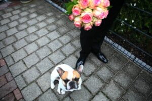 Involve Your Dog in Your Wedding Day